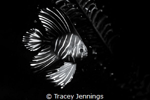 Black and white by Tracey Jennings 